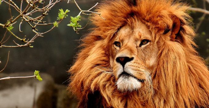 Qual o significado de sonhar com leão?