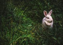 O que significa sonhar com coelho?