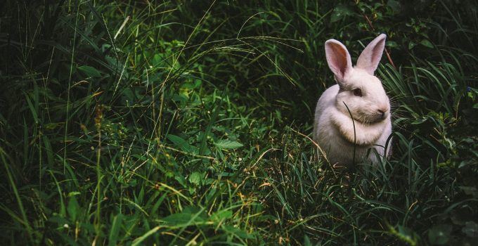 O que significa sonhar com coelho?