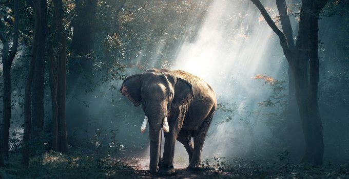 O que significa sonhar com elefante?