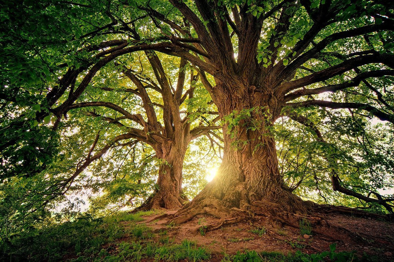 O que significa sonhar com árvore? - abstracta - Filosofia, Sociologia e  Psicologia