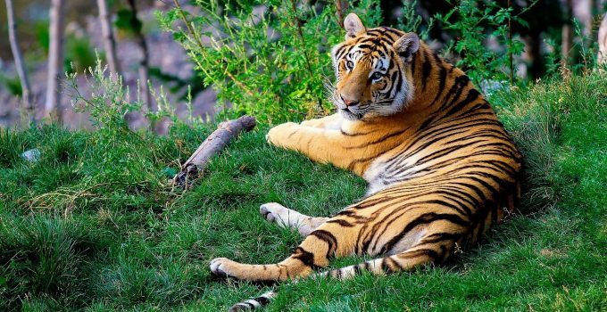 O que significa sonhar com tigre?