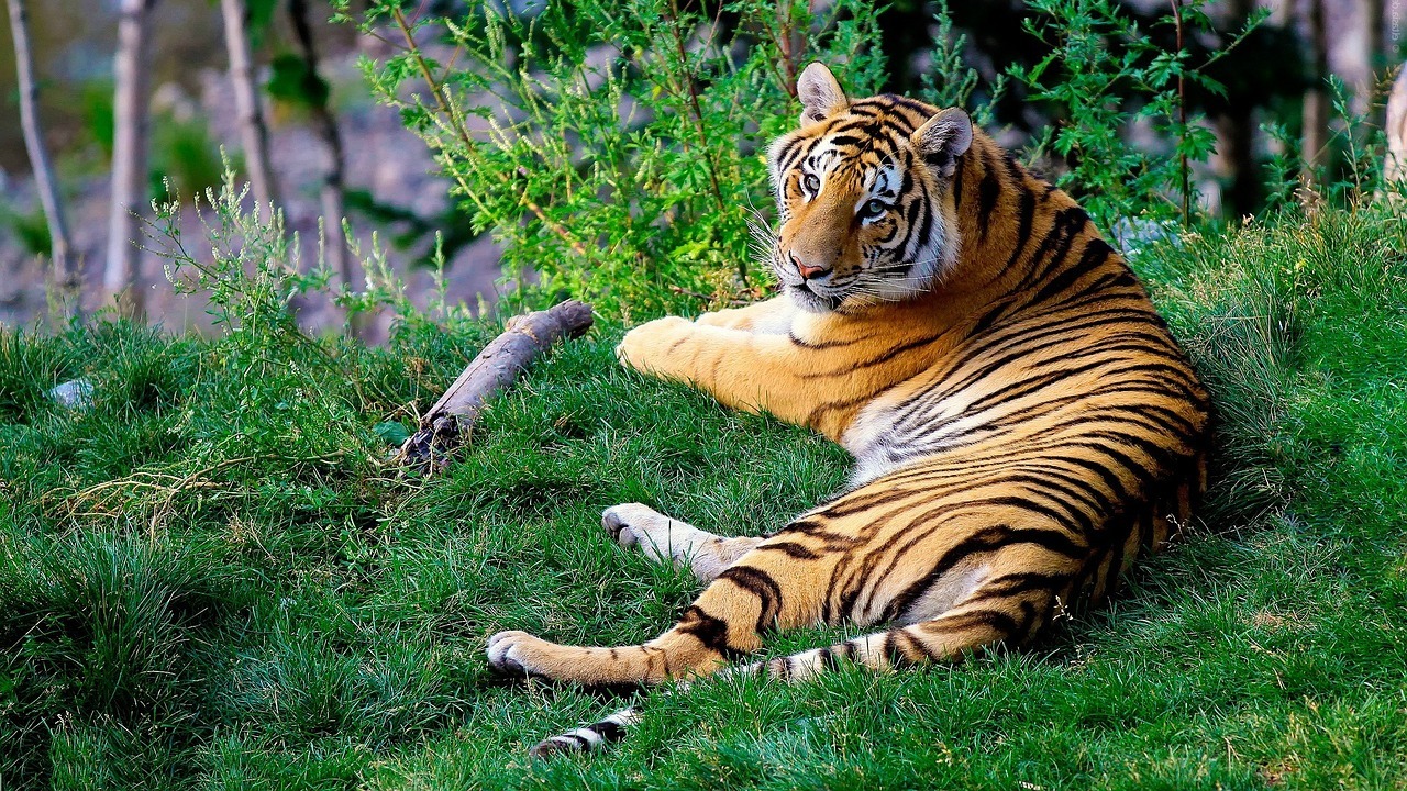 Sonhar com tigre atacando jogo do bicho