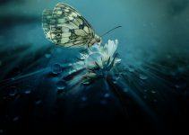 O que significa sonhar com borboleta?