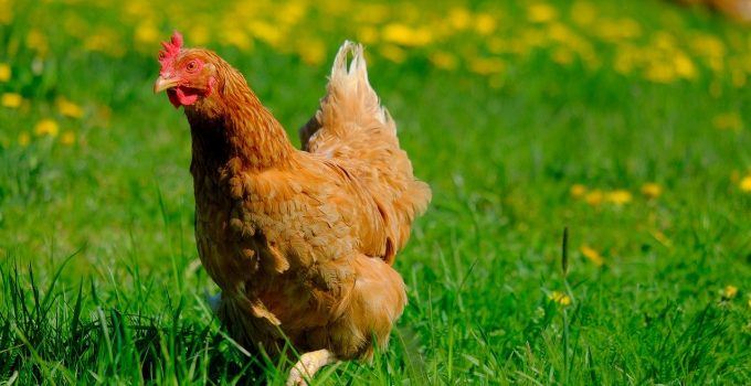 O que significa sonhar com galinha?