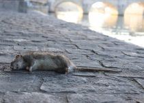 O que significa sonhar com rato morto?