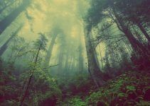 O que significa sonhar com floresta?
