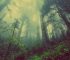 O que significa sonhar com floresta?