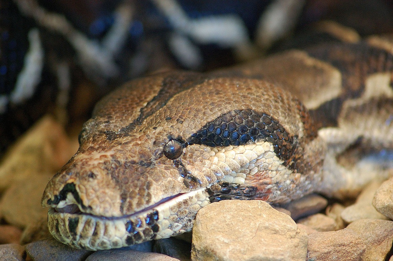 Cobras venenosas em Santa Catarina; saiba mais e quais os cuidados - NSC  Total