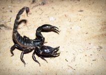 O que significa sonhar com escorpião preto?