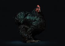 O que significa sonhar com galinha preta?