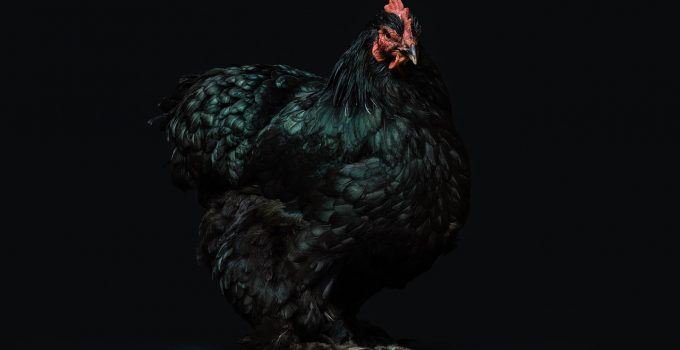 O que significa sonhar com galinha preta?