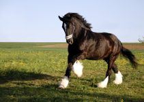 O que significa sonhar com cavalo preto?