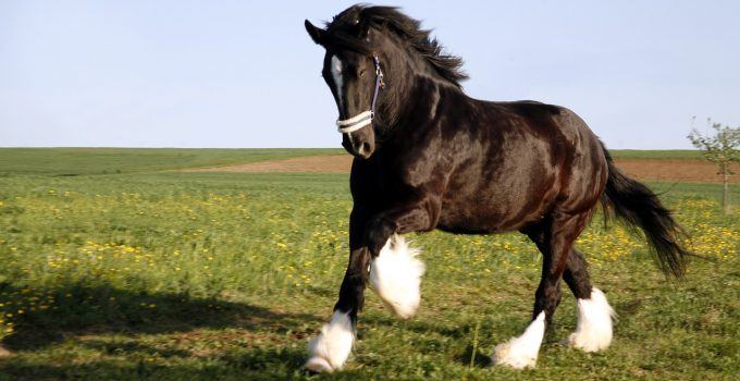 O que significa sonhar com cavalo preto?