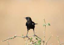 O que significa sonhar com pássaro preto?