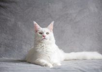 O que significa sonhar com gato branco?